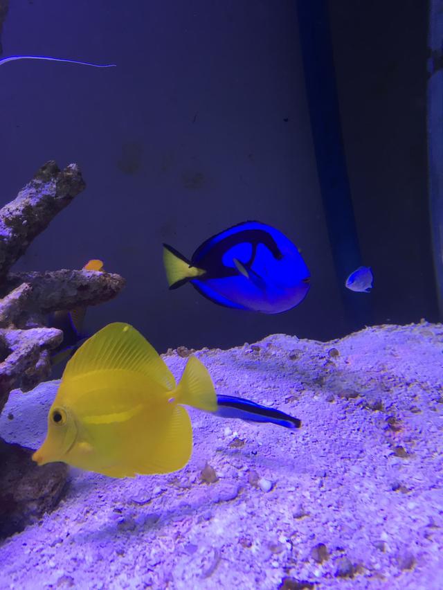 ขายปลาบลูแทงค์ Blue Tang  3