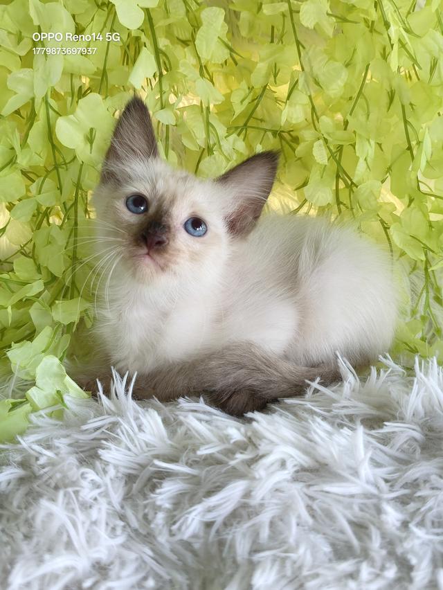 ขายลูกแมววิเชียรมาศชาย รูปที่ 7