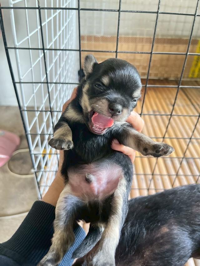 ลูกสุนัข พันธุ์ชิวาวา เพศผู้ สีดำแทน