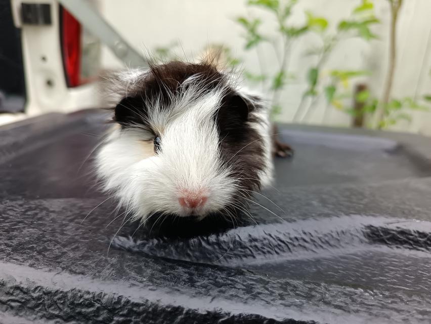 หนูขวัญ