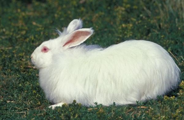 กระต่าย ซาตินแองโกลา 4
