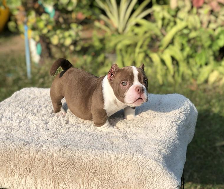 บูลลี่เพศเมียสองเดือนกว่า รูปที่ 2