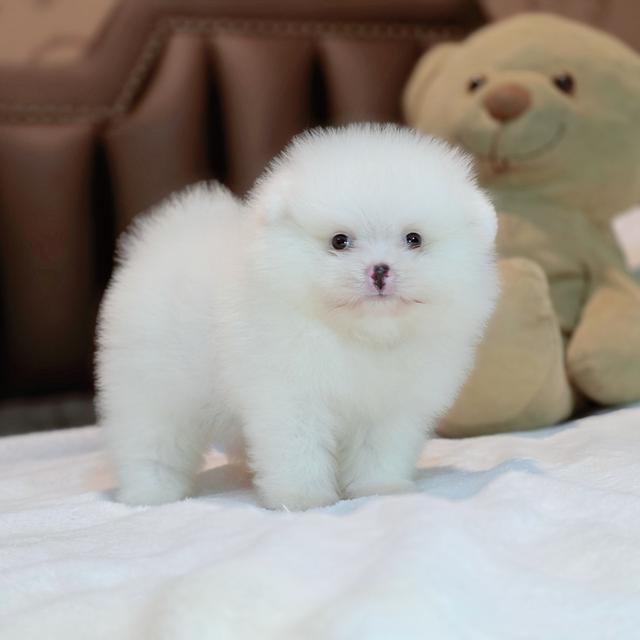 ปอมหน้าหมีขาวล้วนขนสำลีเพศผู้