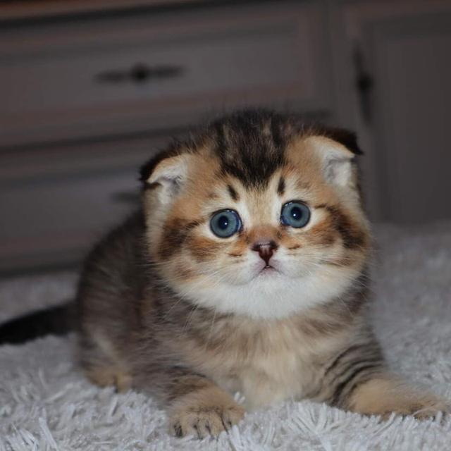 Scottish Fold Kittens for sale