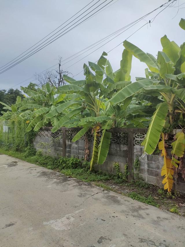 ขายที่ดินเปล่าถมแล้วในถนนลาดพร้าวซอย 48 กรุงเทพมหานคร 8