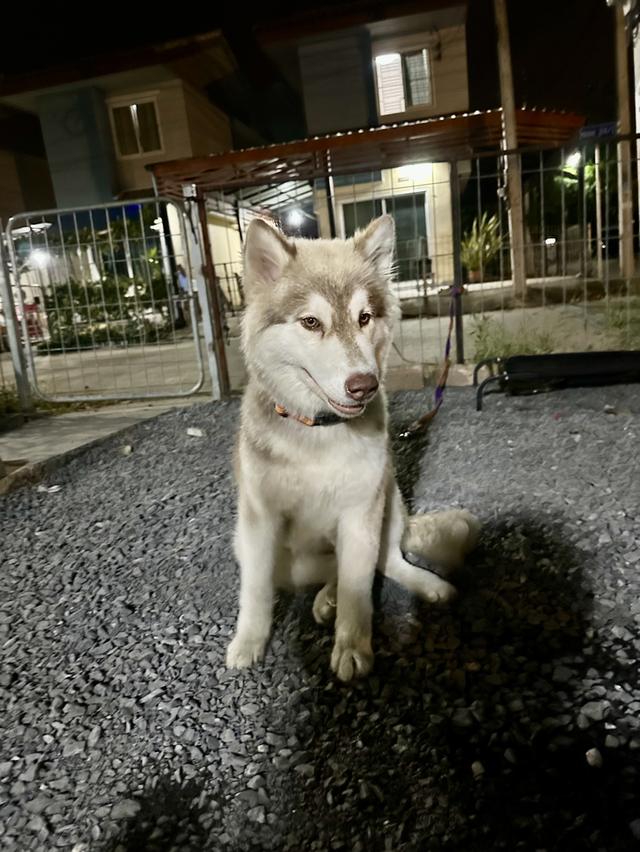 Siberian huskies looking for a home รูปที่ 4