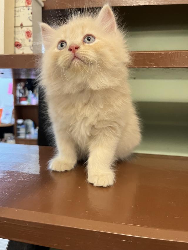 น้องแมวเปอเซีย สีส้มสีครีม 🔥🔥🙏 รูปที่ 7