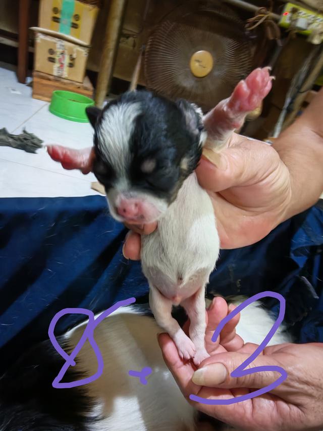 ขายลูกชิวาวา (ลูกหมาเลี้ยงบ้าน) 13