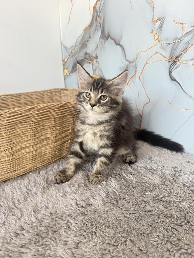 ลูกแมวพันธุ์เมนคูนแท้