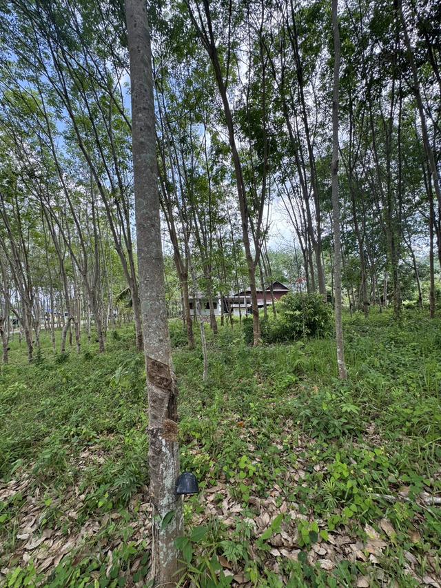 🌿 เจ้าของขายเอง! ที่ดินสวน 1 ไร่ 14.8 ตร.ว. ติดถนนคอนกรีต จันทบุรี 5