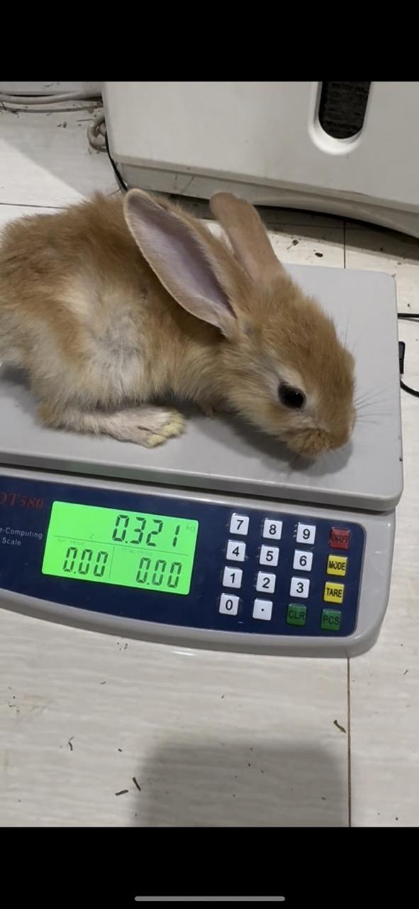 ค่าจองลูกกระต่ายยักษ์ Flemish Giant   พร้อมย้ายบ้าน อายุ 40-45 วัน โครงสร้างใหญ่ แข็งแรง ฟาร์มดูแลดี ปลอดโรค   5