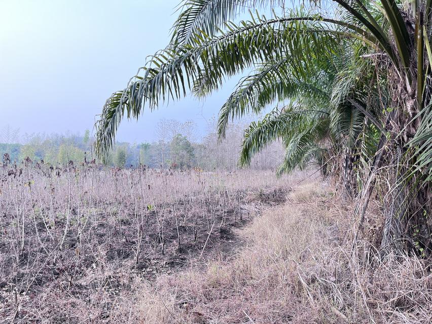 ขายที่ดิน9ไร่2งาน76ตารางวา ราคา 3,330,000 รูปย่อยที่ 2