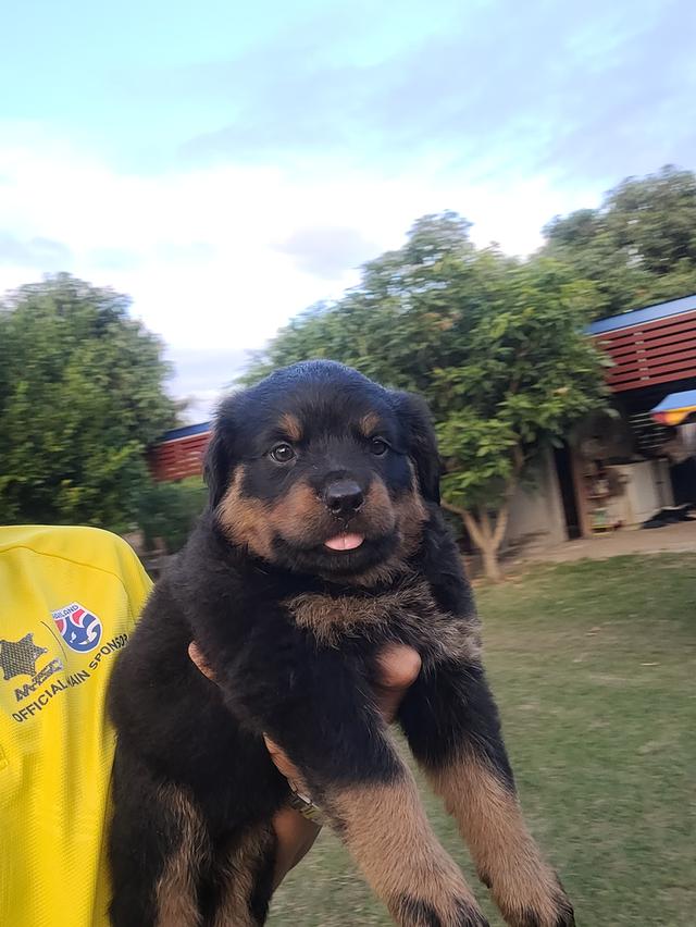 ลูกสุนัขร็อตไวเลอร์พันธุ์แท้สายเลือดนำเข้า 6