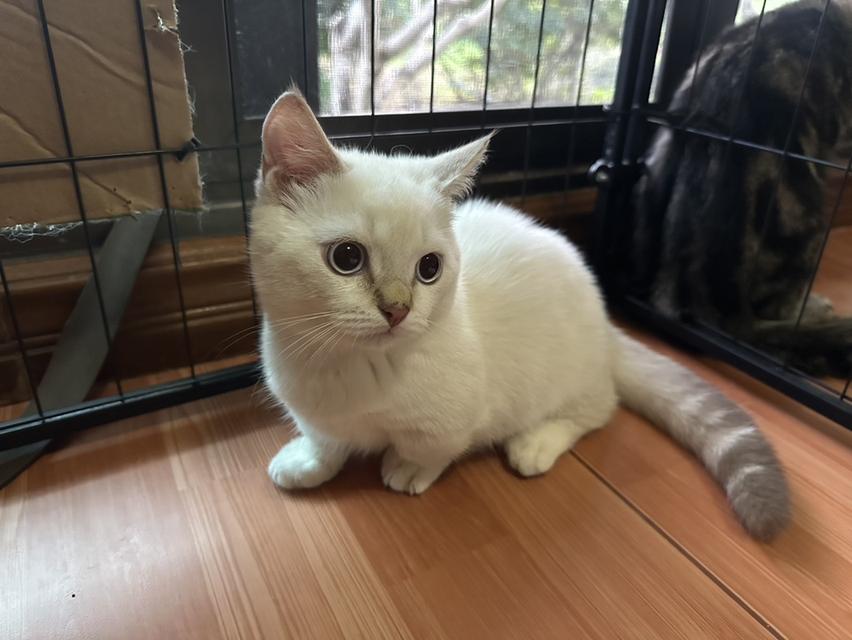 มัชกิ้นขาสั้นตัวผู้ค่ะ 2