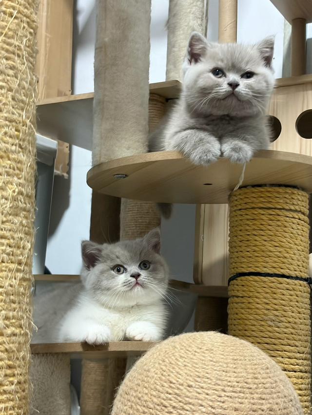 แมวบริติช ช็อตแฮร์ (British Shorthair) รูปที่ 6
