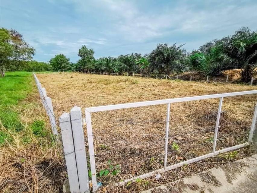 ขายที่ดินตะพงติดวิวเขาเนื้อที่ 300 ตรว. ติดถนนคอนกรีต ใกล้ถนนสุขุมวิท3-800เมตร เมืองระยอง 5