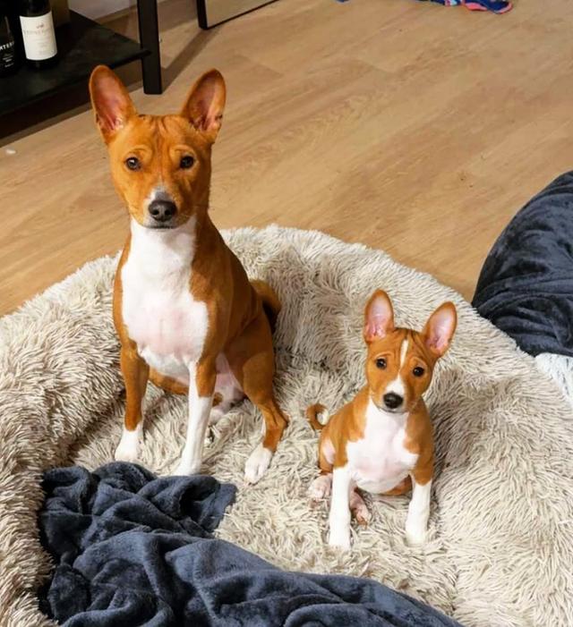 Basenji puppies for sale