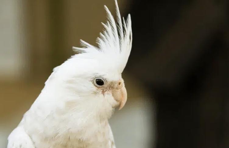 นกค๊อกคาเทลอัลบิโน่  (Albino Cockatiel)