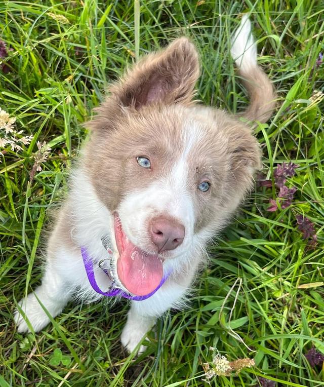 ขายสุนัขสุดน่ารัก Border Collie ตาสีฟ้า สวยมาก