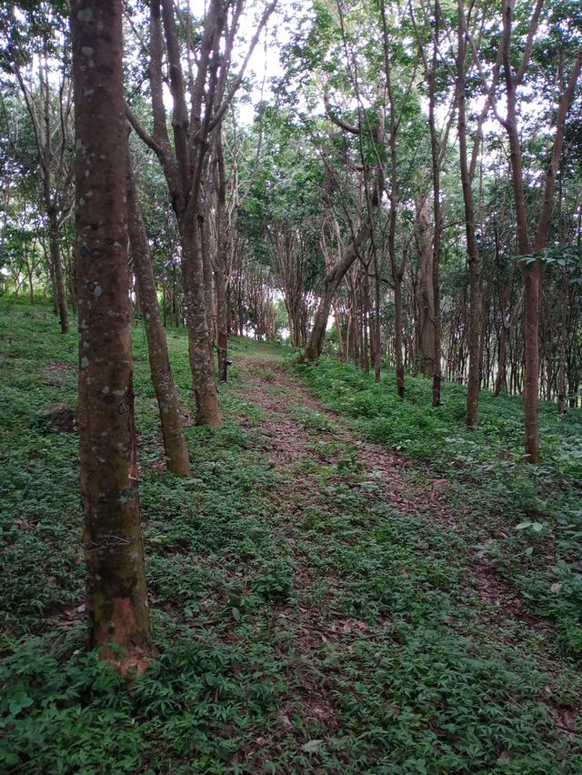 ที่ดิน อ.โป่งน้ำร้อน จ.จันทบุรี 15