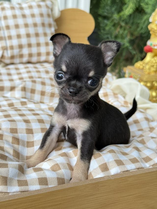 ชิวาว่าทีคัพ เด็กหญิง  ไซส์ทีคัพ น้ำหนัก 0.4ขีด 7