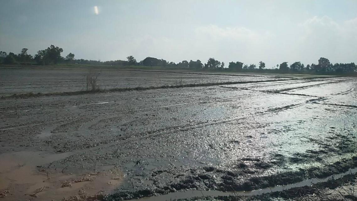 ขายที่ดิน 29 ไร่ 3 งาน 4