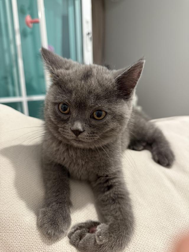 แมว British short hair กทม เท่านั้นค่ะ รูปที่ 7