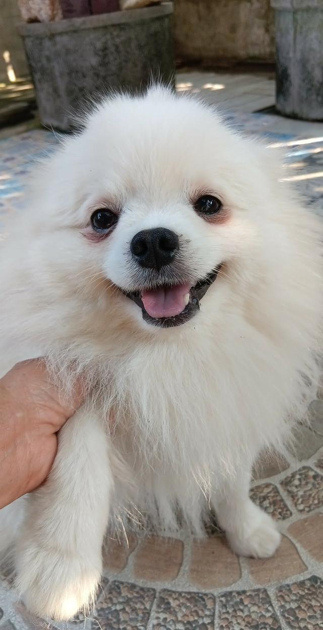 ปอมเเท้ เพศหญิง พร้อมย้าย รูปที่ 4