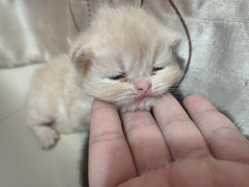 แมวเปอร์เซีย 3