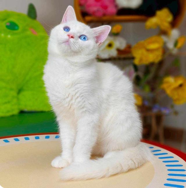 แมวขาวตาฟ้า