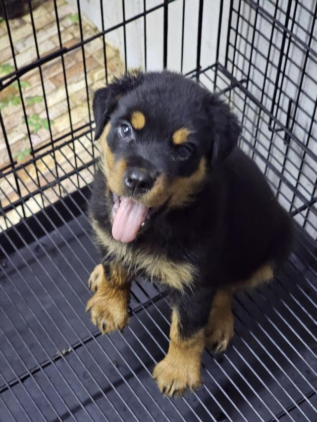 สุนัขรัอตไวเลอร์เพศเมีย