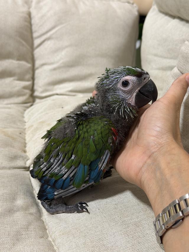 เชสนัตมาคอร์ Cheastnut macaw เพศเมีย