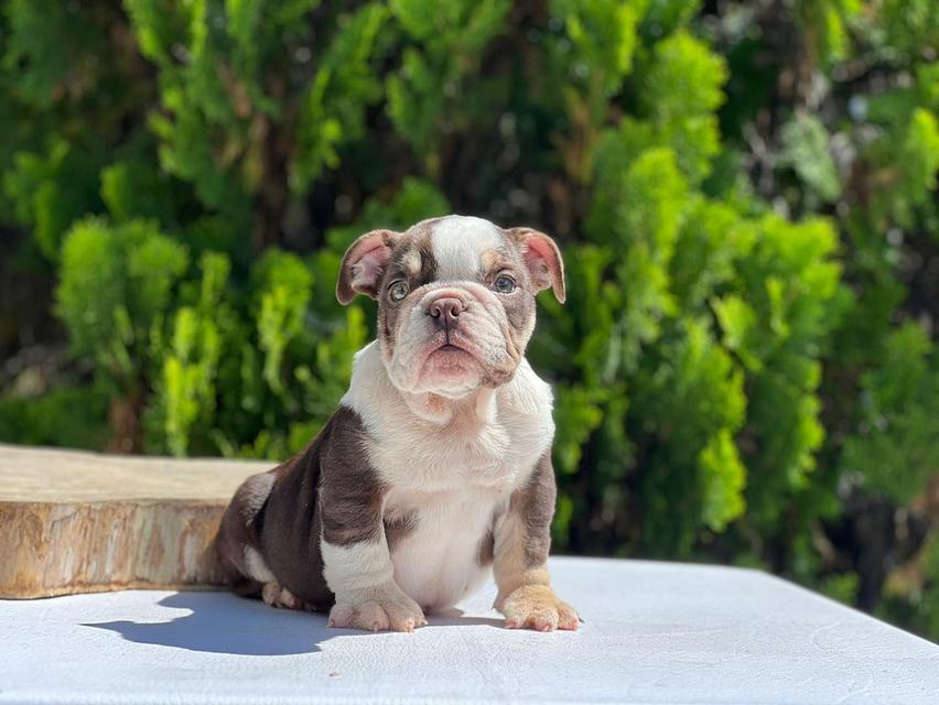 English Bulldog Puppies  WhatsApp me : +66 63 826 3042 รูปที่ 3