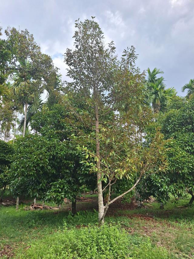 สวนทุเรียนแปลงเล็กระยอง 3