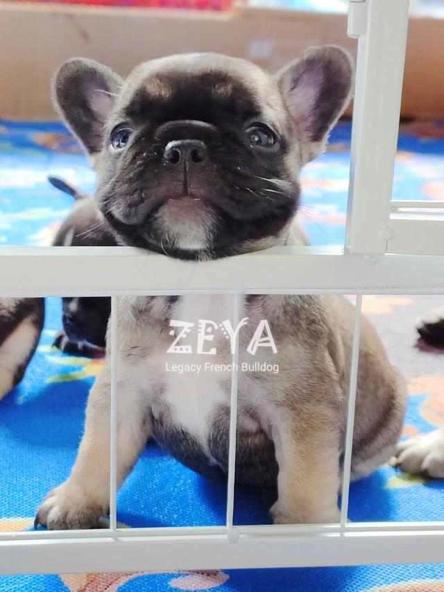 ZEYA เฟรนช์บูลด็อก เพศเมีย สีเซเบิล