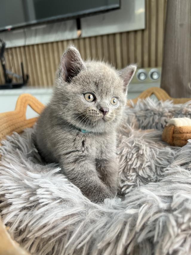 ลูกแมว บริติช ช็อตแฮร์ ใบเพ็ดนอกWCF(British Shorthair)