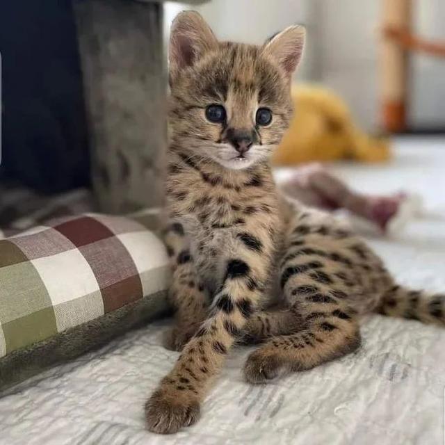 Serval Kittens WhatsApp me : +66 63 826 3042 รูปย่อยที่ 2