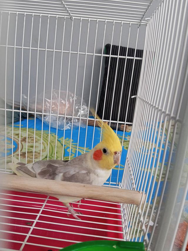 นกแก้วค๊อกคาเทล ตัวผู้ รูปที่ 3