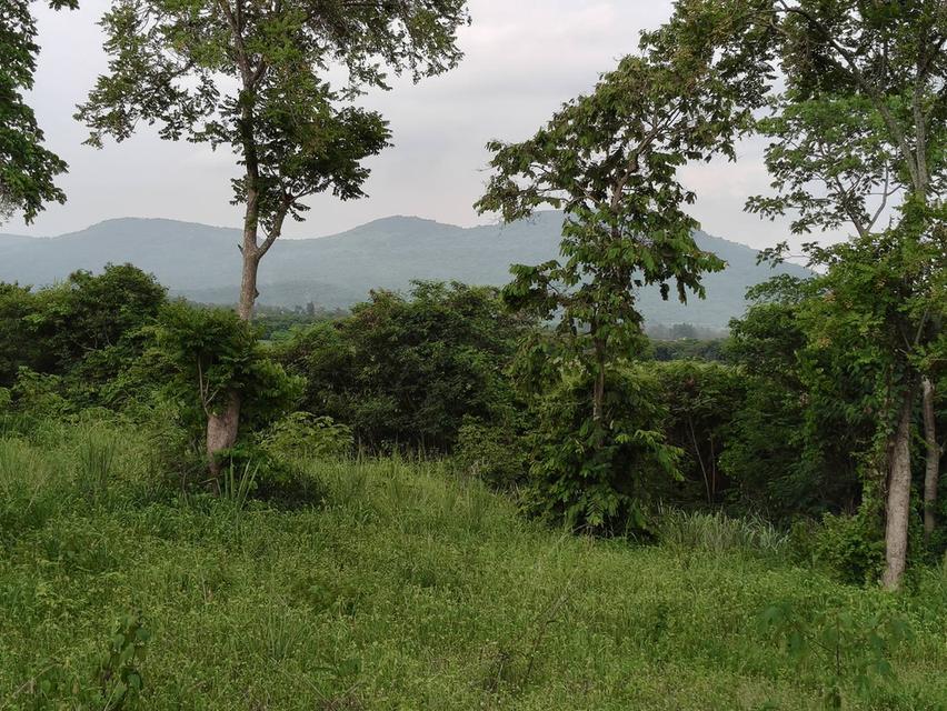 ขายที่วังไทร เขาใหญ่ ที่บนเนิน 3.5ไร่ ใกล้ My ozone Movenpick khaoyai ถนนกว้างไฟฟ้าผ่านหน้าที่ วิวเขาสวยมาก หลังพิงเขา แถมที่ครอบครอง 2ไร่ ปากช่อง 4