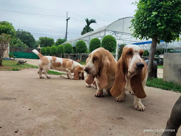 ขาย Basset Hound มีหลายตัว 5