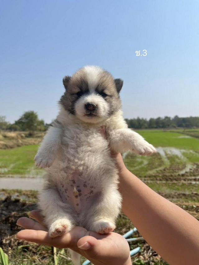 สุนัขพันธุ์บางแก้วเเท้ รูปที่ 7