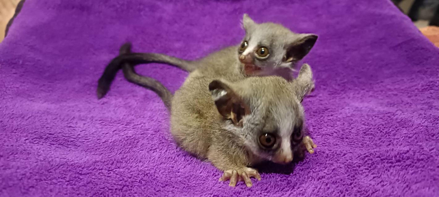 Bushbaby new born ลิงบุชเบบี้ รูปย่อยที่ 2