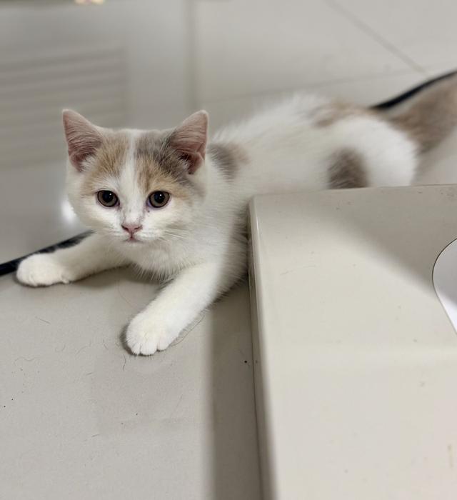 แมว British shorthair  2