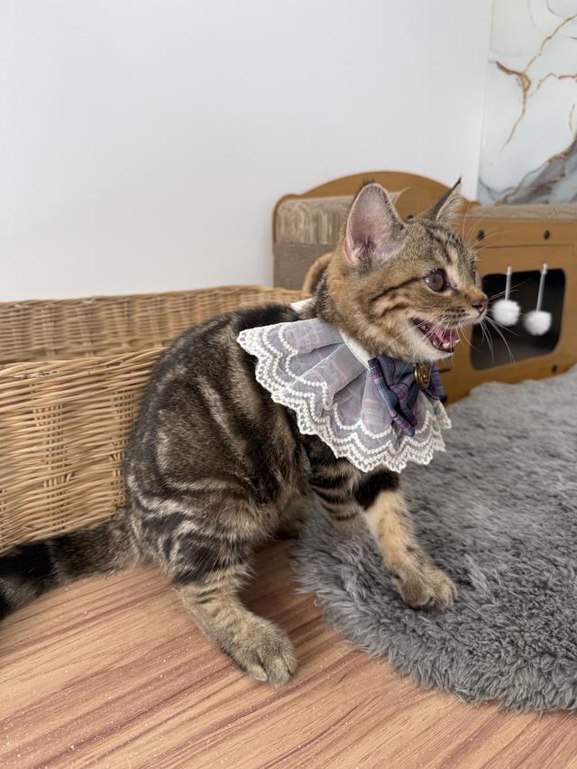 ลูกแมวพันธุ์สก๊อตติช 5