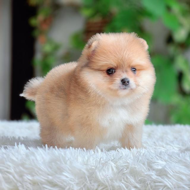 เอมมี่ ปอมแท้สาวน้อยน่ารักมาก รูปที่ 5