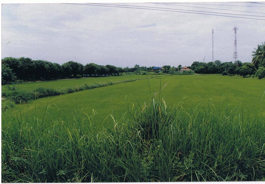 ที่ดิน อ.เมือง จ.สิงห์บุรี เนื้อที่ 4 ไร่ เหมาะสำหรับทำปั้มน้ำมัน, จุดชาร์จรถยนต์ไฟฟ้า, โกดังสินค้า 2