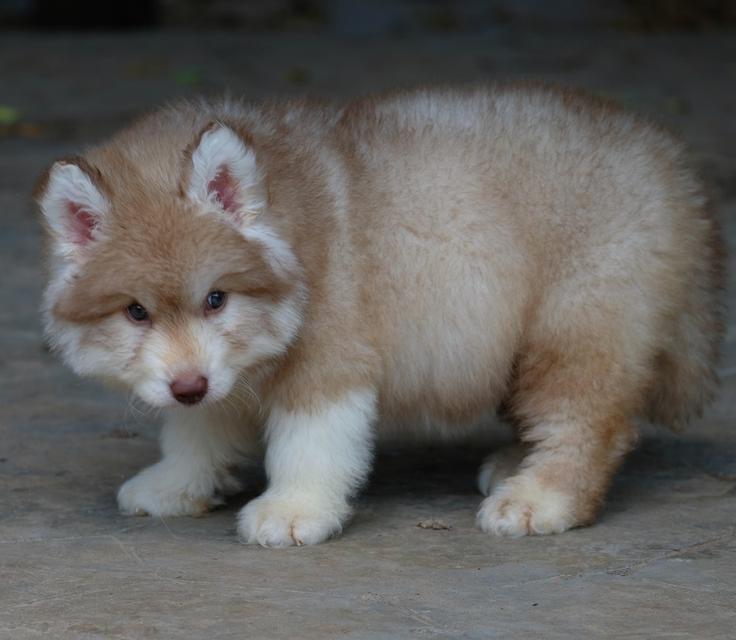 ไซบีเรียนฮัสกี้ Siberian husky 4