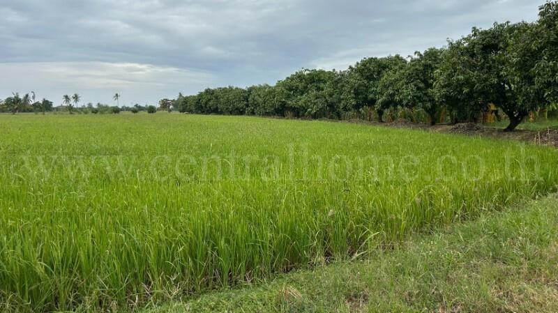 ที่ดิน 9-3-99.5 ไร่ ดอนโพธิ์ - สุพรรณบุรี มีผู้เช่า ทำเลดี 5