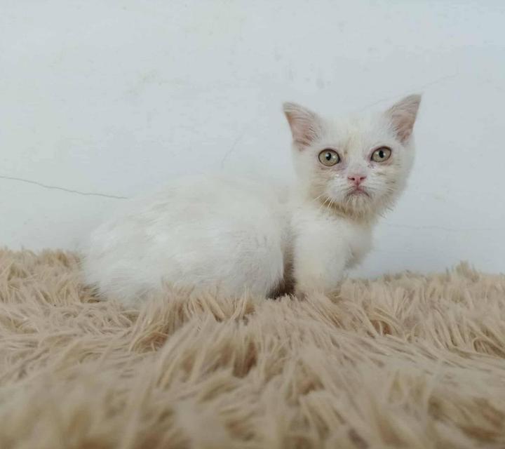 5.แมวมันช์กิ้น/เพศเมีย หาบ้าน Munchkin Cat/Female looking for a new home 3
