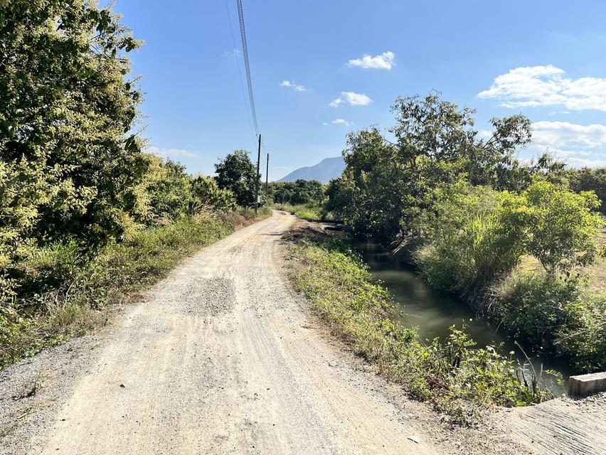 ขายที่ดิน สวนมะม่วงพร้อมให้ผลผลิต 6